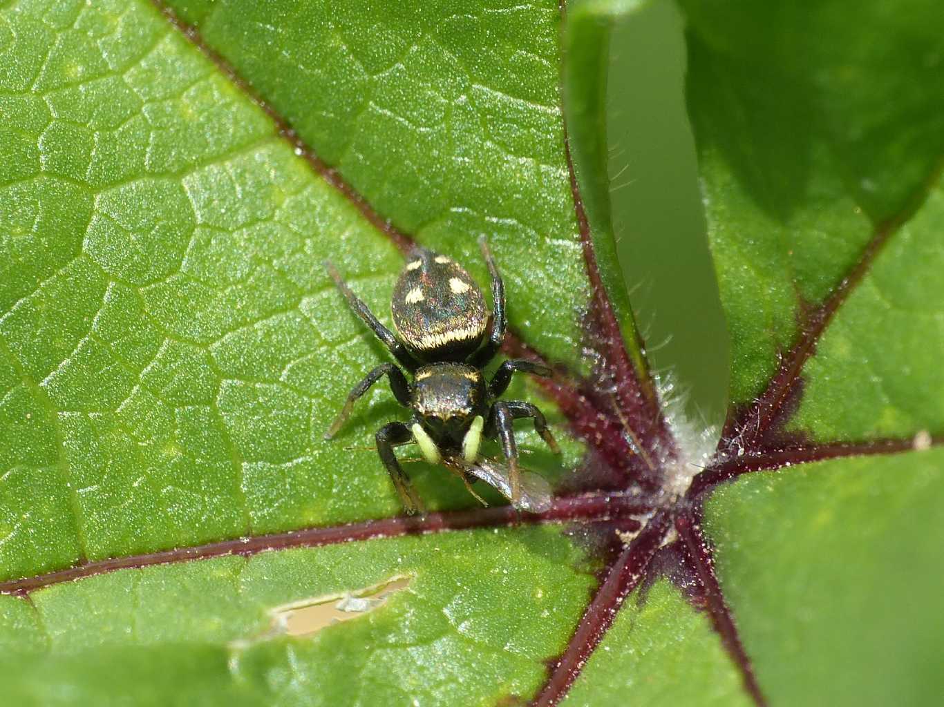 Heliophanus apiatus con piccolo imenottero - Roma